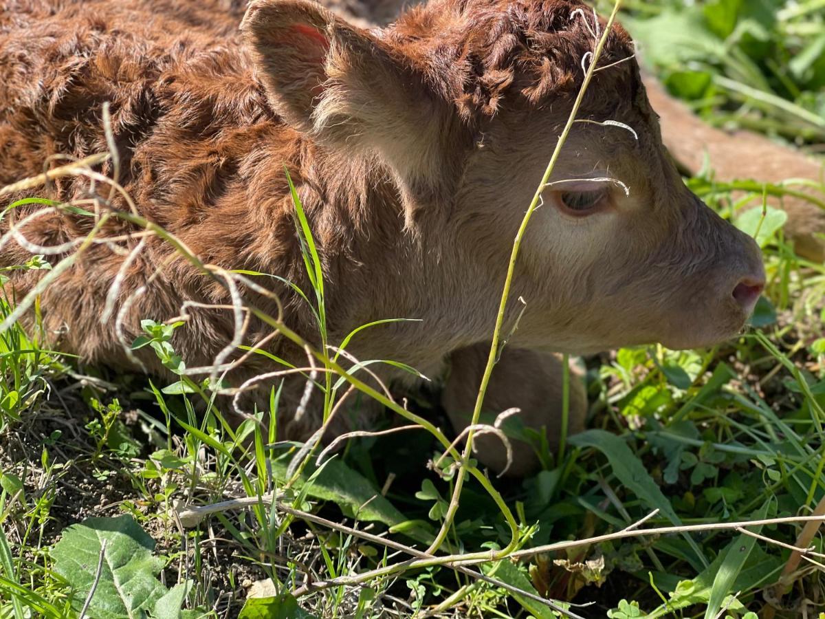Agroturismo Il Vecchio Frantoio *