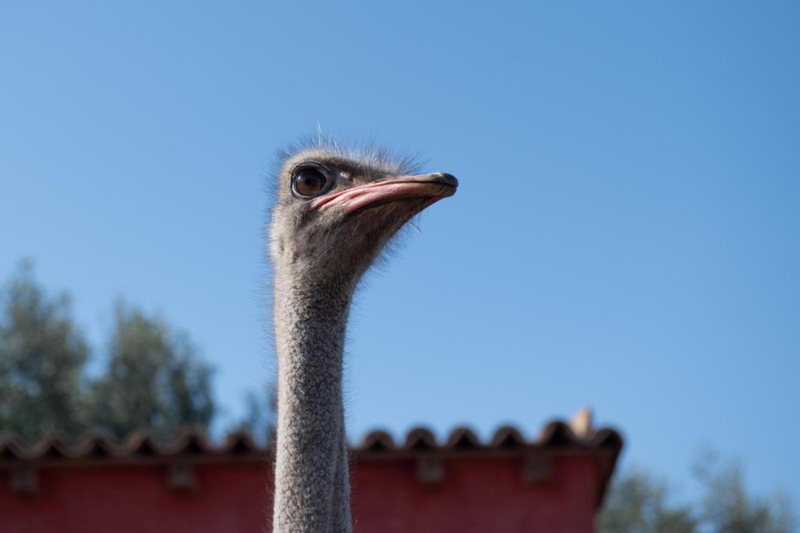 Il Vecchio Frantoio