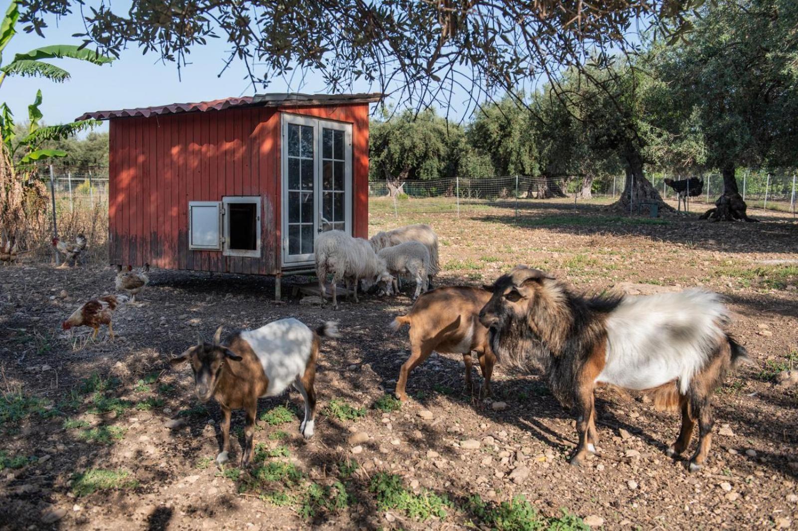 Agroturismo Il Vecchio Frantoio *