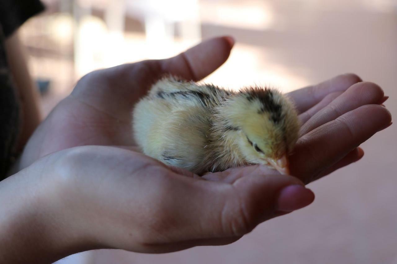 Il Vecchio Frantoio Agroturismo *