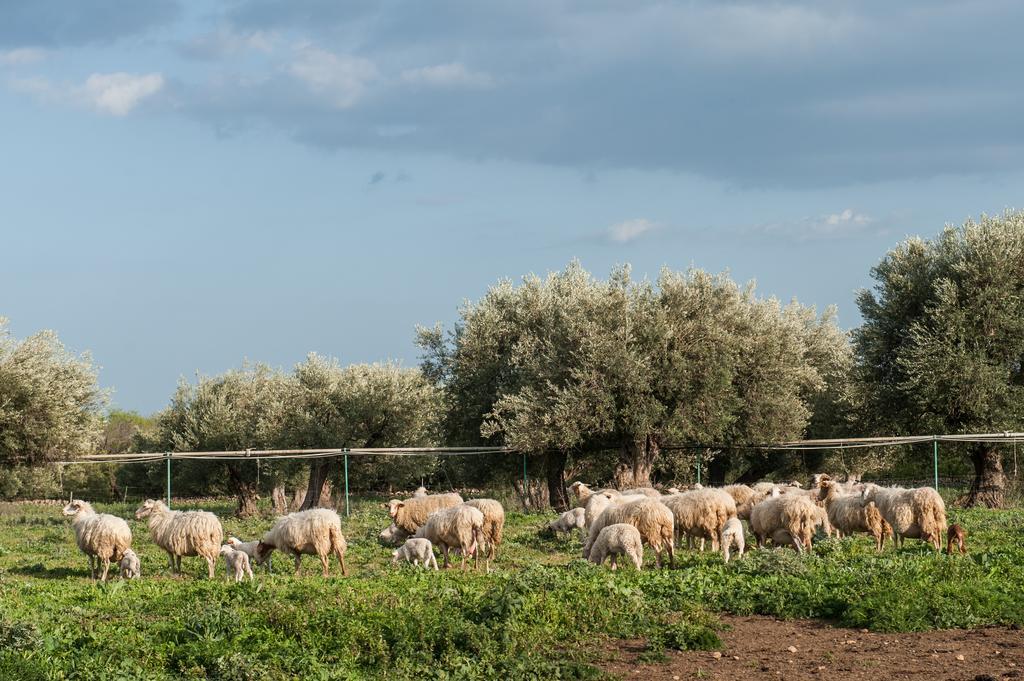 Vakantieboerderij Il Vecchio Frantoio