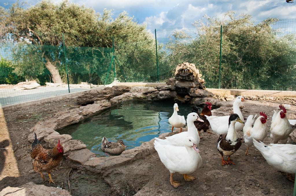 Il Vecchio Frantoio Vakantieboerderij